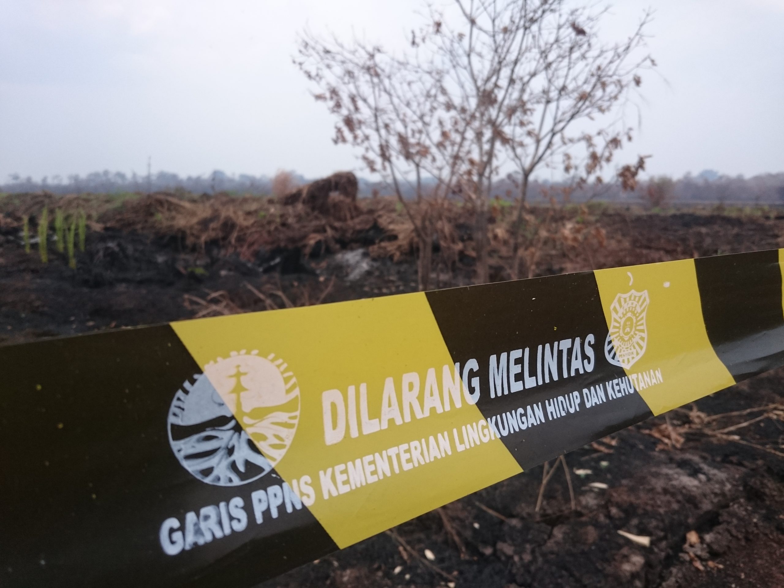 KLHK segel konsesi perusahaan terbakar di Muara Jambi, pada 2019. Foto: Yitno Suprapto/ Mongabay Indonesia