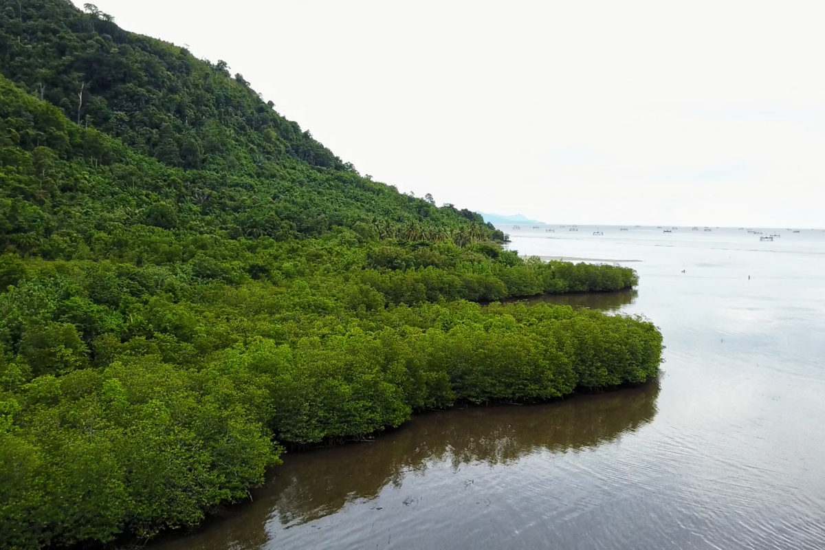 Salah satu fungsi hutan mangrove adalah melindungi pantai dari abrasi hal ini merupakan fungsi
