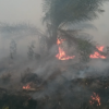 Kebakaran di konsesi PT BEP di Muarajambi. Foto: Yitno Supriyanto/ Mongabay Indonesia