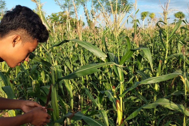 Sebagian besar petani di Madura, memilih menanam jagung hibrida saja karena dinilai hasl panen lebih banyak. Ada sebagian petani tetap bertahan dengan tetap tanam jenis lokal karena banyak keunggulan kalau untuk pasokan pangan, tak sekadar produktivitas. Foto: Moh Tamimi/ Mongabay Indonesia