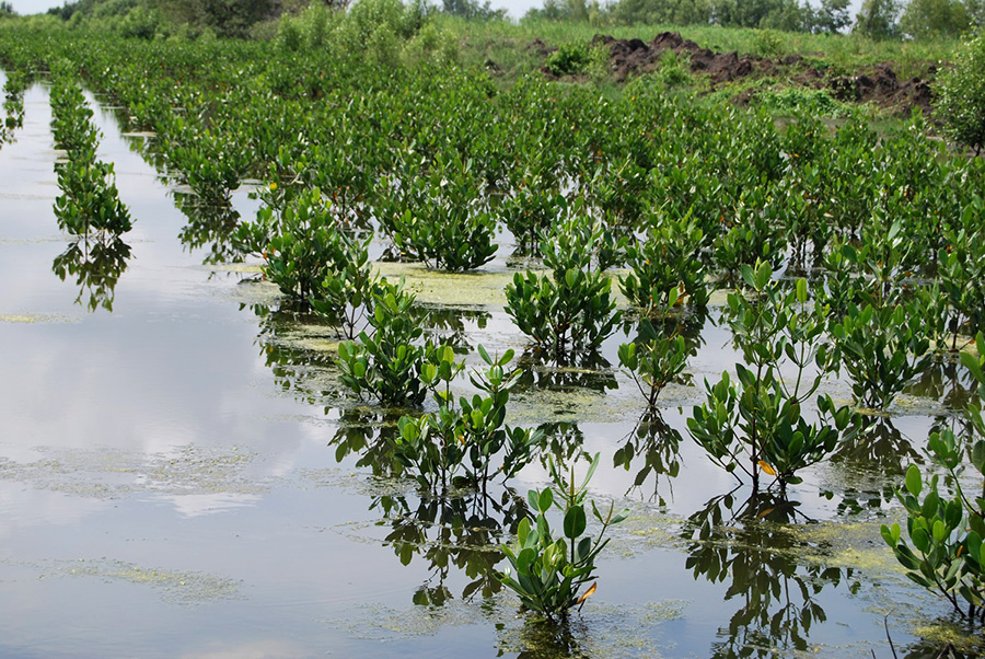 Bagi kehidupan mangrove manusia apa saja tanaman manfaat 7 Fungsi