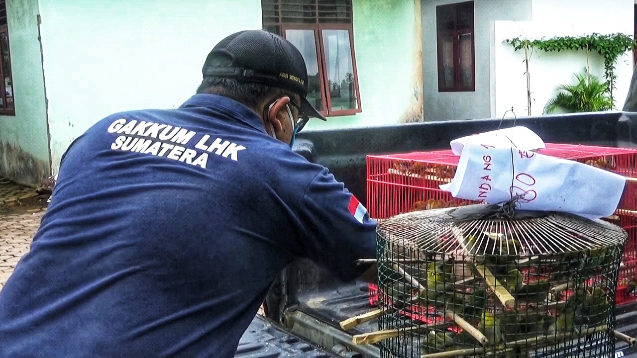 Petugas Gakkum KLHK Wilayah Sumatera mengamankan ribuan burung dari Aceh Tengah ke Sumut. Foto: Ayat S Karokaro/ Mongabay Indonesia 