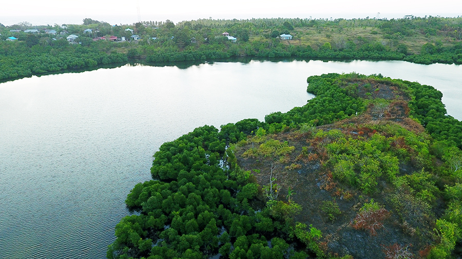 Teluk di Guruapin, di keliling mangrove/ Fptp: Mahmud Ichi/ Mongabay Indonesia