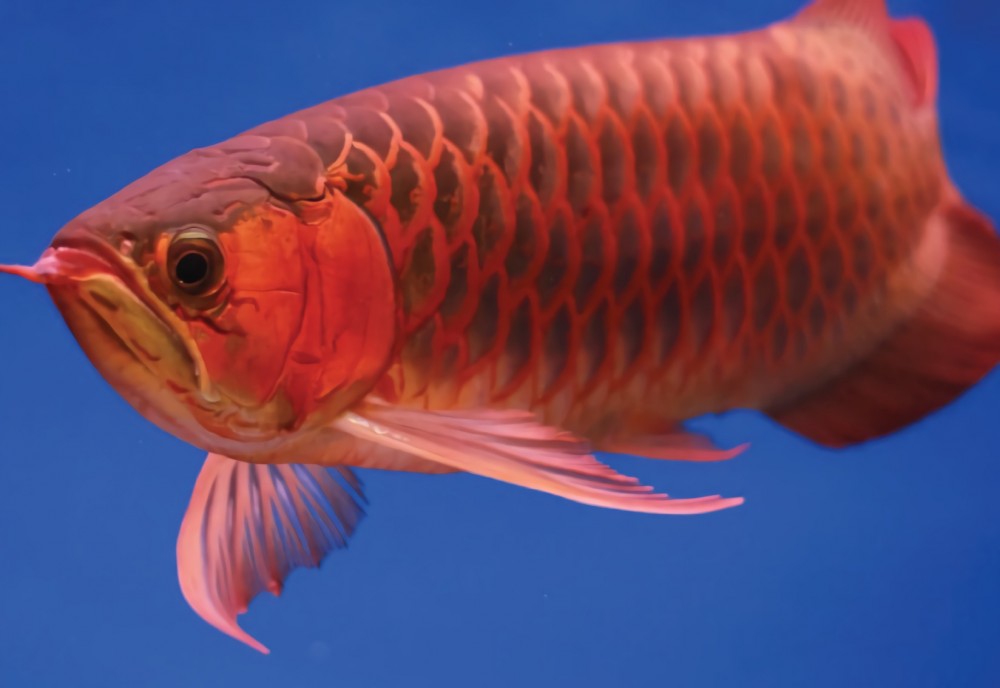 Memanfaatkan Ikan Arwana Sesuai Ketentuan CITES - Mongabay.co.id