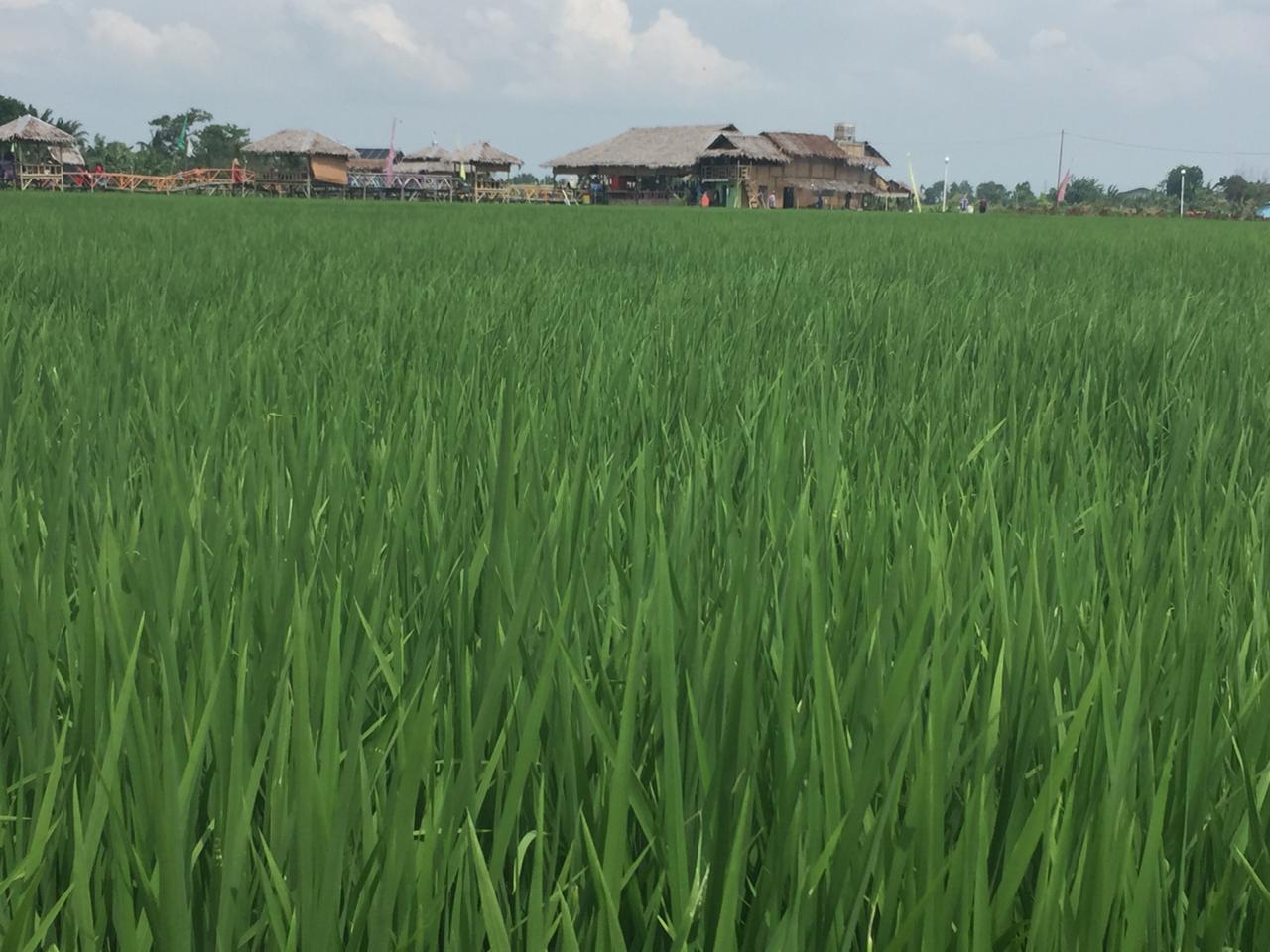 Hamparan tanaman padi menghijau yang jadi obyek wisata sawah. Foto: Barita News Lumbanbatu / Mongabay Indonesia