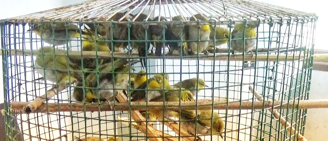 Dalam sebulan puluhan ribu burung diselundupkan lewat Sumut ke Jawa. Foto: Ayat S Karokaro/ Mongabay Indonesia