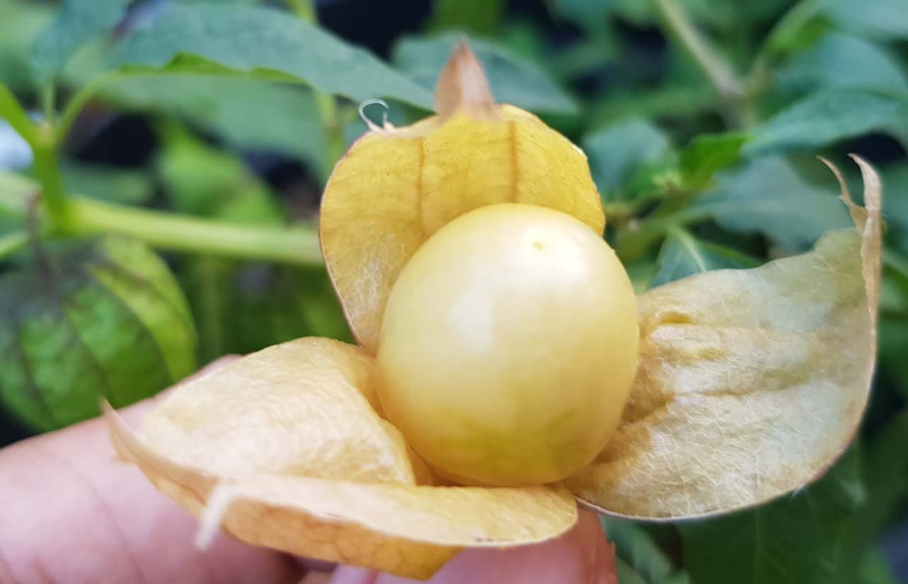 Secara tradisional ciplukan sudah lama sebagai tanaman obat di nusantara. Bukan hanya buah yang bermanfaat, mulai akar, batang, hingga daun. Beberapa penelitian menunjukkan, bagian-bagian tanaman ini berpotensi jadi obat untuk memperkuat daya tahan tubuh dan memerangi berbagai penyakit.. Foto: Sapariah Saturi/ Mongabay Indonesia