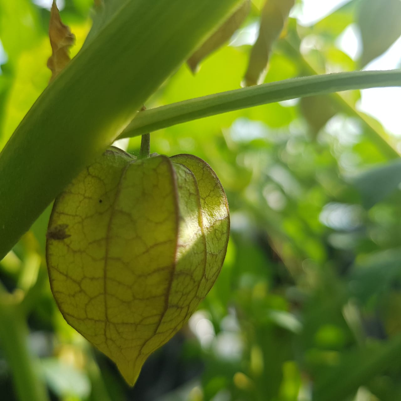 Buah ciplukan, kaya akan beragam manfaat. Foto: Sapariah Saturi/ Mongabay Indonesia