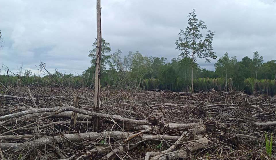 Hutan mangrove di Desa Simau Galela terbabat untuk perkebunan singkong perusahaan. Foto: Radios simanjuntak