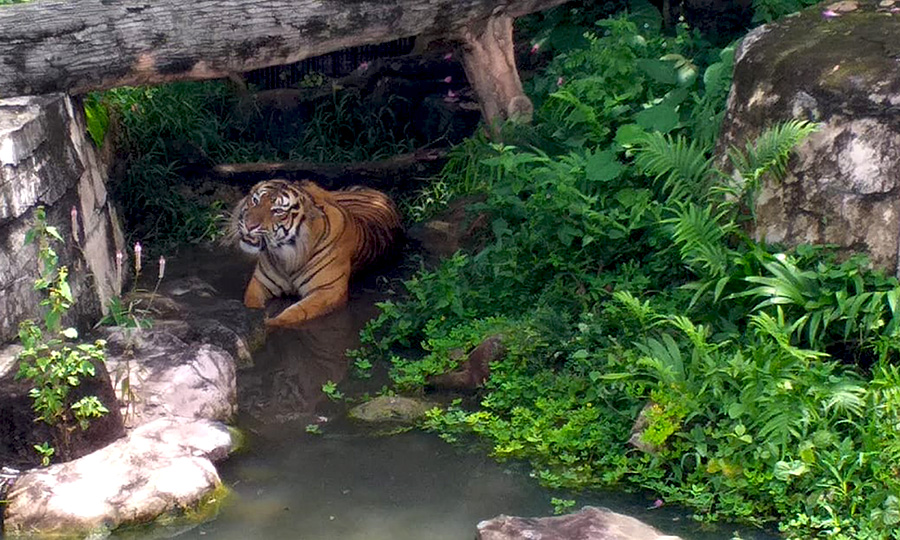 Kisah Sedih Harimau Batua Yang Menghuni Taman Lembah Hijau Mongabay Co Id