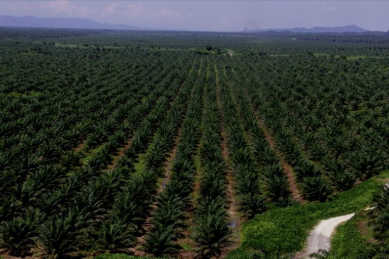 Sawit menjadi komoditas andalan perkebunan Indonesia, meski di sisi lain menjadi obyek kontroversi karena dampak bagi lingkungan dan sosial masyarakat lokal. Foto: Eko Rusdianto/Mongabay Indonesia