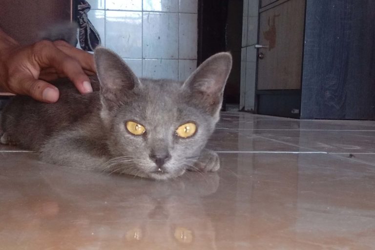 Mengenal Busok  Kucing  Unik dari Pulau Raas Mongabay co id