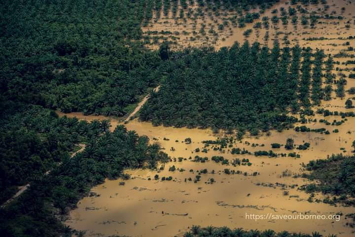 Kebun sawit tergenang banjir di Kecamatan batangkawa. Foto: Save Our Borneo