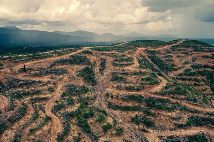 Bentang alam dengan tutupan alami sudah hilang berganti tanaman sawit. Foto: Save Our Borneo