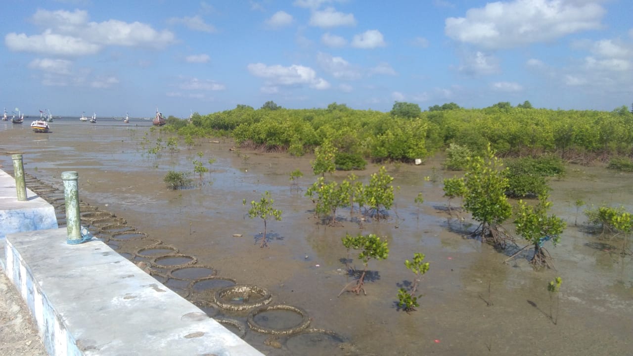 Kondisi mangrove di pesisir Madura. Foto: Gafur Abdullah/ Mongabay Indonesia