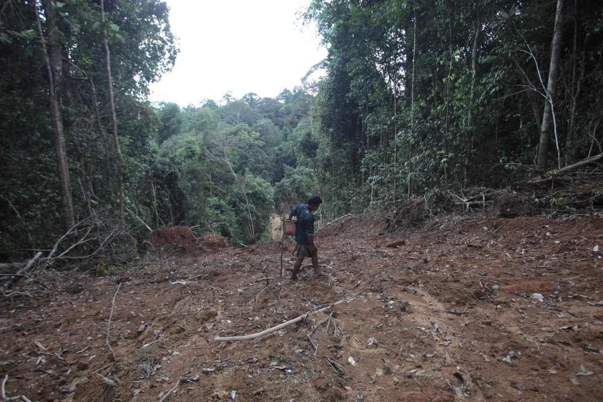 Hutan adat Kinipan, yang tumpang tindih dengan perusahaan sawit. Foto: Save Kinipan