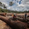 Begini penampakan kayu di hutan adat Kinipan, yang bersengketa dengan perusahaan sawit. Foto: Save Kinipan