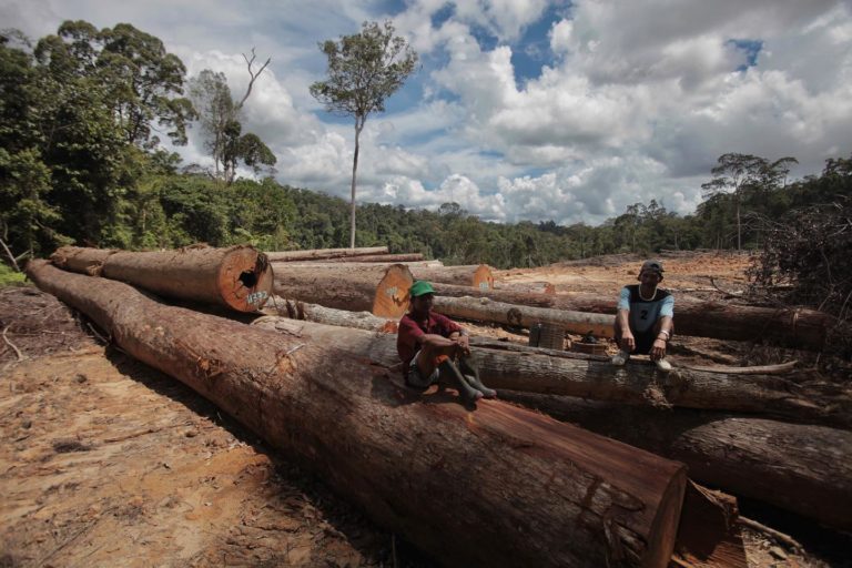 Begini penampakan kayu di hutan adat Kinipan, yang bersengketa dengan perusahaan sawit. Foto: Save Kinipan