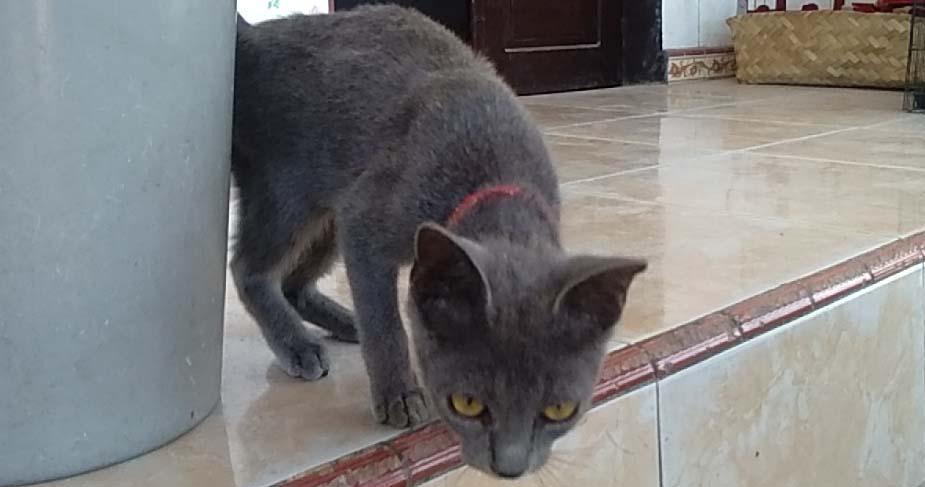 Kucing busok milik Zainal. Foto: Gafur Abdullah/ Mongabay Indonesia