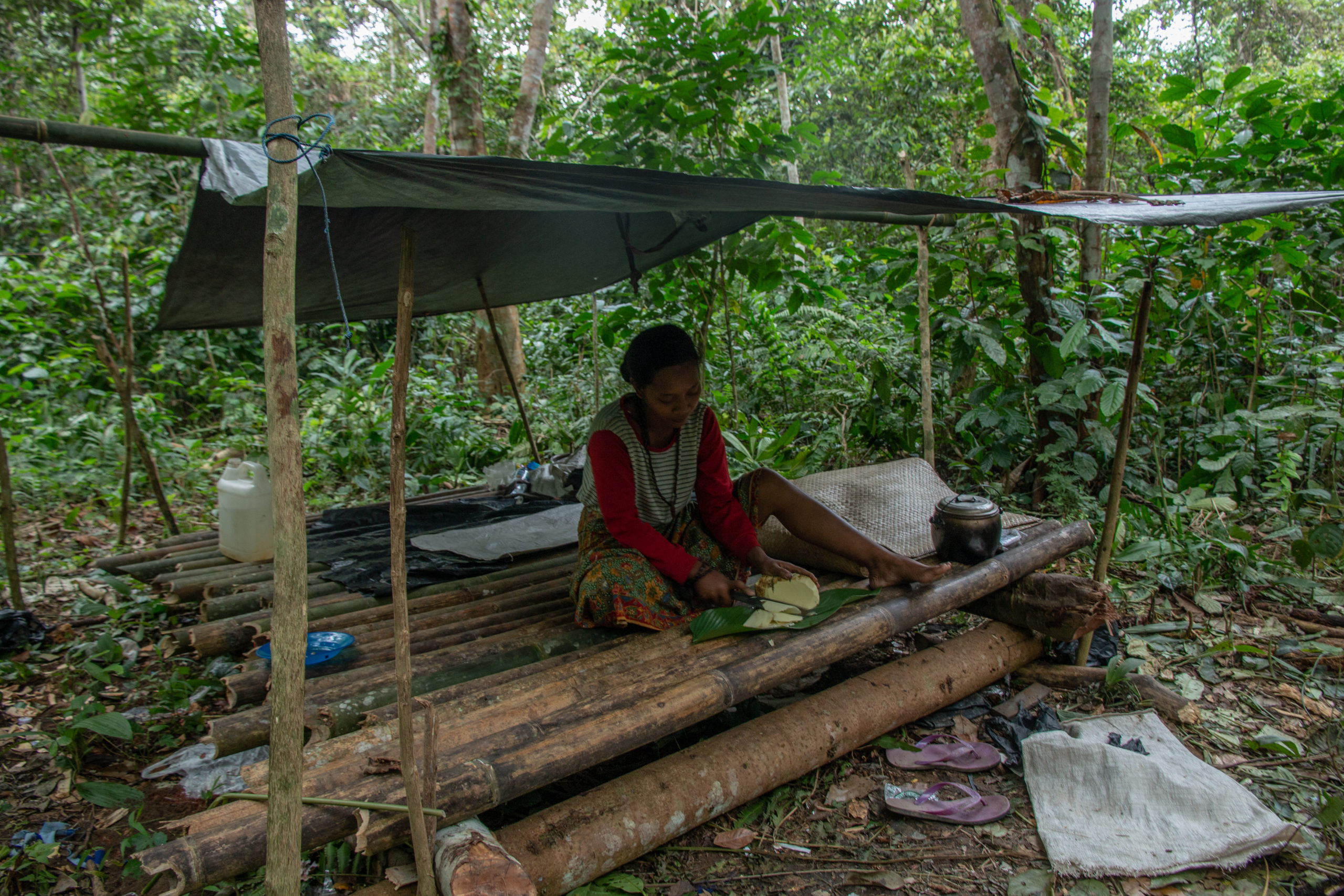 Orang Rimba, sedang mengupas gadung, bahan pangan mereka. Foto: Suwandi