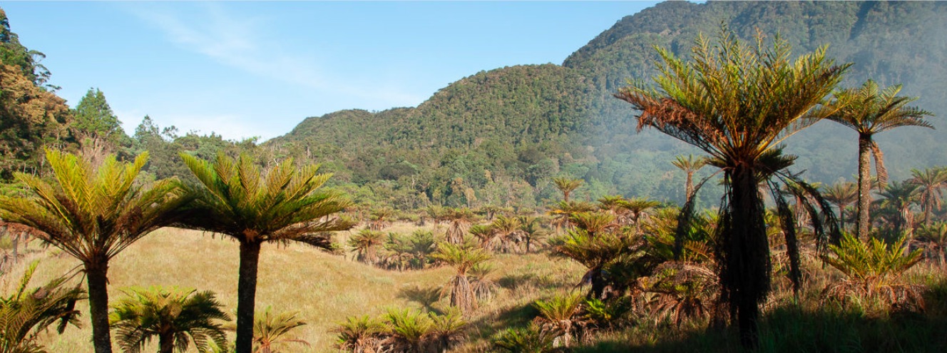 Studi Papua Pulau Dengan Spesies Tumbuhan Paling Banyak Di Dunia Mongabay Co Id Mongabay Co Id