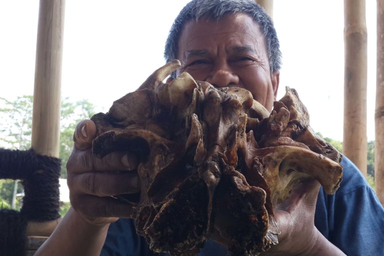 Warga di Malang, Lulut Edi Santoso, menemukan satu tengkorak diduga satwa liar jenis carnivora berusia 50 tahunan pada 4 September 2020. Tengkorak ditemukan di bawah sungai kedalaman satu meter, terhimpit bebatuan. Ada yang bilang itu macan tutul, ada juga dugaan harimau Jawa. Foto: Eko Widianto/ Mongabay Indonesia