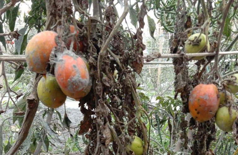 Sekitar 157 hektar lebih kebun tomat yang tersebar di beberapa kecamatan di Kabupaten Karo, terdampak erupsi Sinabung. Foto: Barita News Lumbanbatu/ Mongabay Indonesia