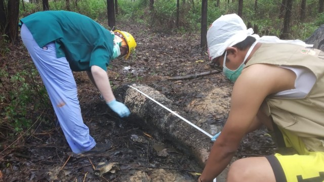 Tim kedokteran BKSDA Riau, mengukur belalai gajah yang terpotong dari kepalanya.Gajah ini mati di konsesi Arara Abadi pada 18 November 2019. Foto: BKSDA Riau