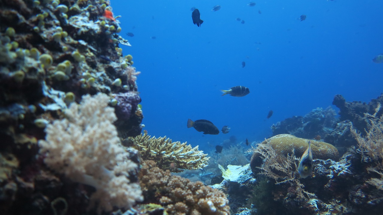 Beragam jeni biota laut yang hidup di dalam dan sekitar terumbu karang di KKP Mare, Malut. Foto: Abdul Khalis