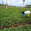 Lahan semangka petani perempuan Desa Henda. Foto: dokumen Kemitraan