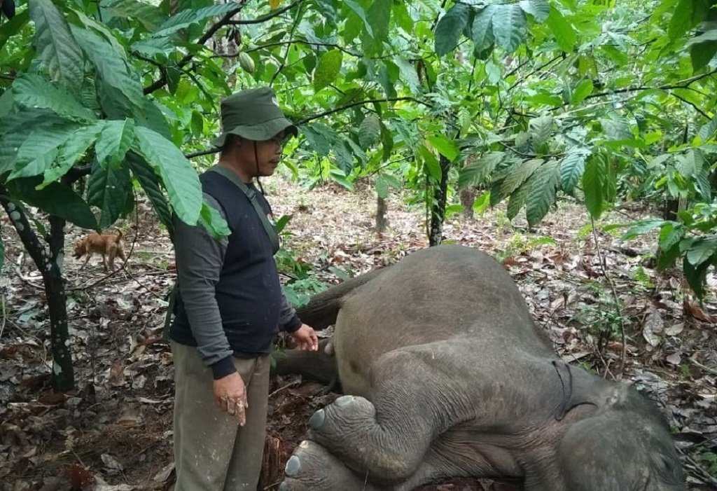 Gajah mati Muara Kilis. Foto: Sigir, Masyarakat Mitra Konservasi (MMK)