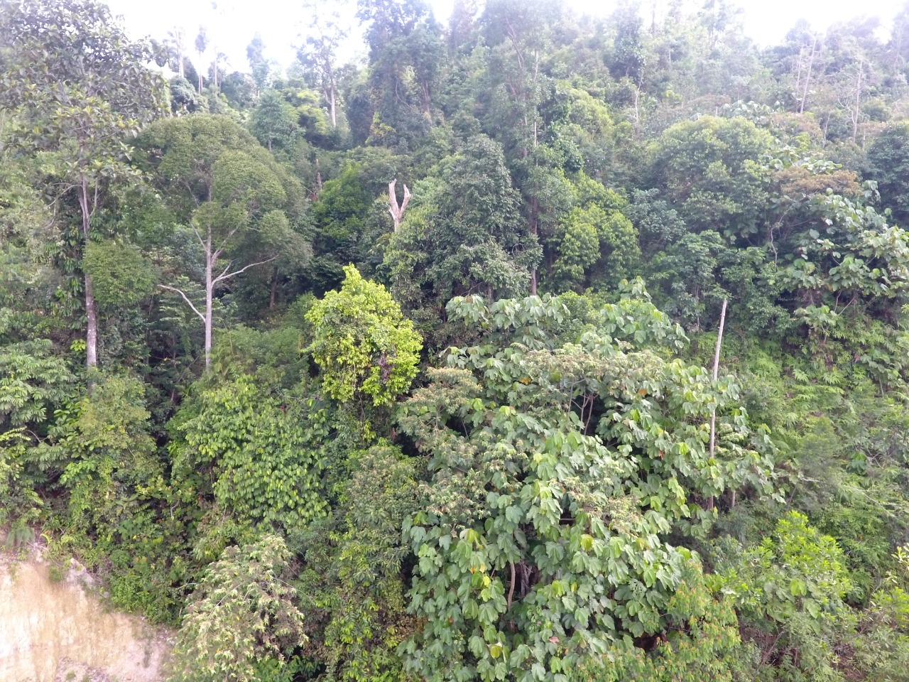 Hutan alam yang masuk izin HKM koperasi, yang ngurus perusahaan. Warga Pulau Padang menolak hutan alam jadi akasia. Foto: Suryadi/ Mongabay Indonesia