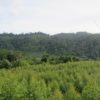 Kebun akasia di konsesi pemasok RAPP, yang berbatasan langsung dengan hutan alam yang masuk pengajuan HKm. Foto: Suryadi/ Mongabay Indonesia
