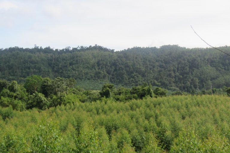 Kebun akasia di konsesi pemasok RAPP, yang berbatasan langsung dengan hutan alam yang masuk pengajuan HKm. Foto: Suryadi/ Mongabay Indonesia