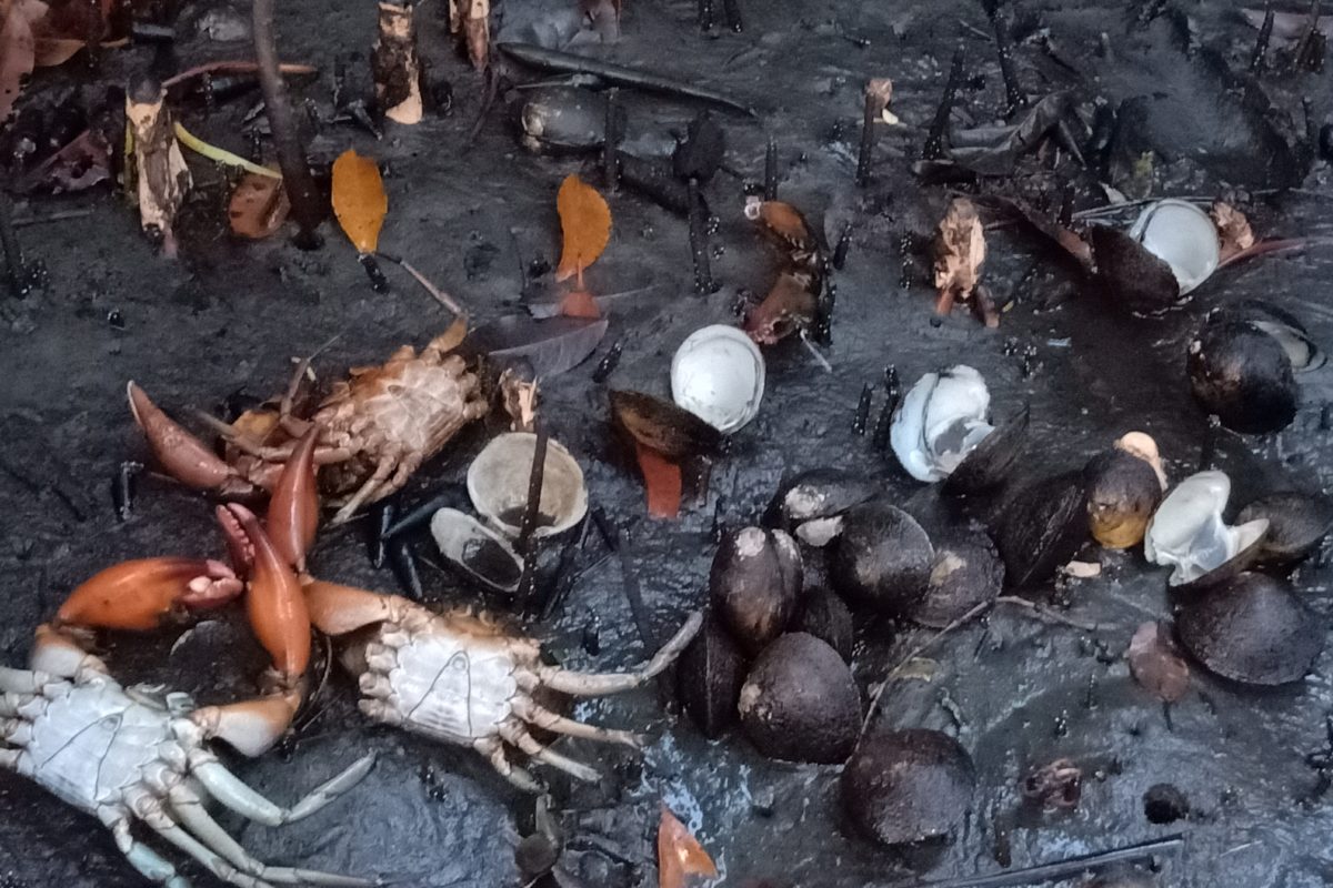 Kepiting mati di sungai di Kampung Kapitiau, papua. Foto: Walhi Papua