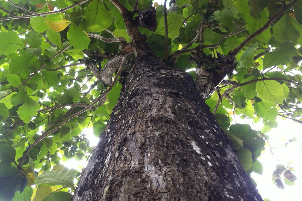 Pohon j dalam hutan kelola warga. Foto: Nuswantoro/ Mongabay Indonesia