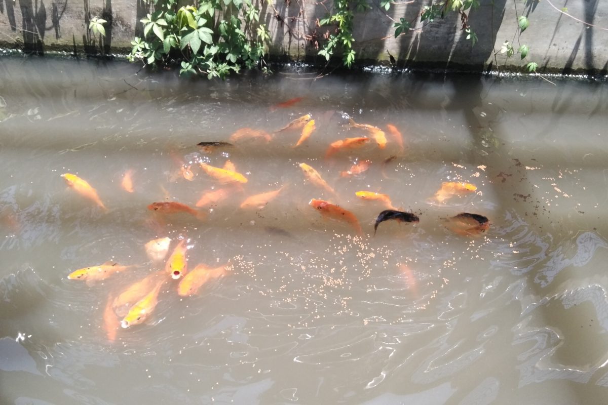 Warga juga budidaya ikan. Foto: Eko Widianto/ Mongabay Indoenesia