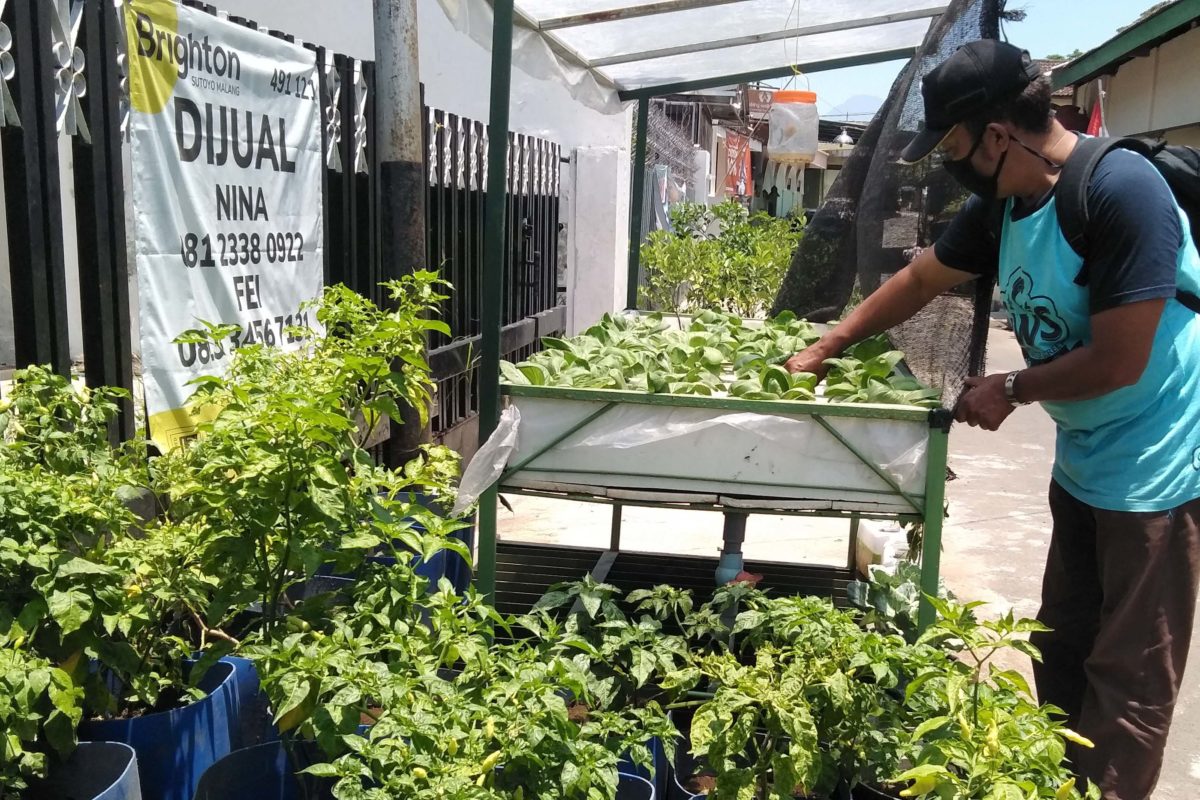 Ketua RW 5 Purwantoro, Ageng Wijaya Kusuma menyiangi rumput di sela tanaman sayuran. Foto: Eko Widianto/ Mongabay Indonesia