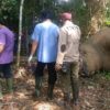 Pada April 2020, di Kecamatan Kelayang, satu gajah Sumatera, mati mengenaskan dengan belalai terputus dari kepala, tetapi gading masih utuh. Dari pengungkapan, pelaku bekerja sama dengan warga desa sebagai informan. Pelaku sempat bertemu dengan warga yang mencari gajah yang sudah beberapa lama muncul di pemukiman, dan mengaku sebagai petugas BKSDA Riau. Foto: Yayasan Taman Nasional Tesso Nilo