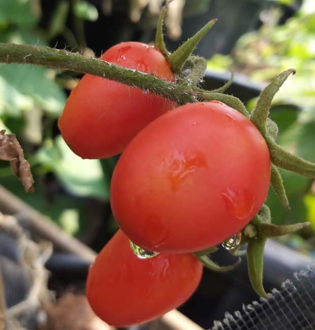 Tomat tanam organik, siap konsusmsi. Foto: Sapariah Saturi/ Mongabay Indonesia
