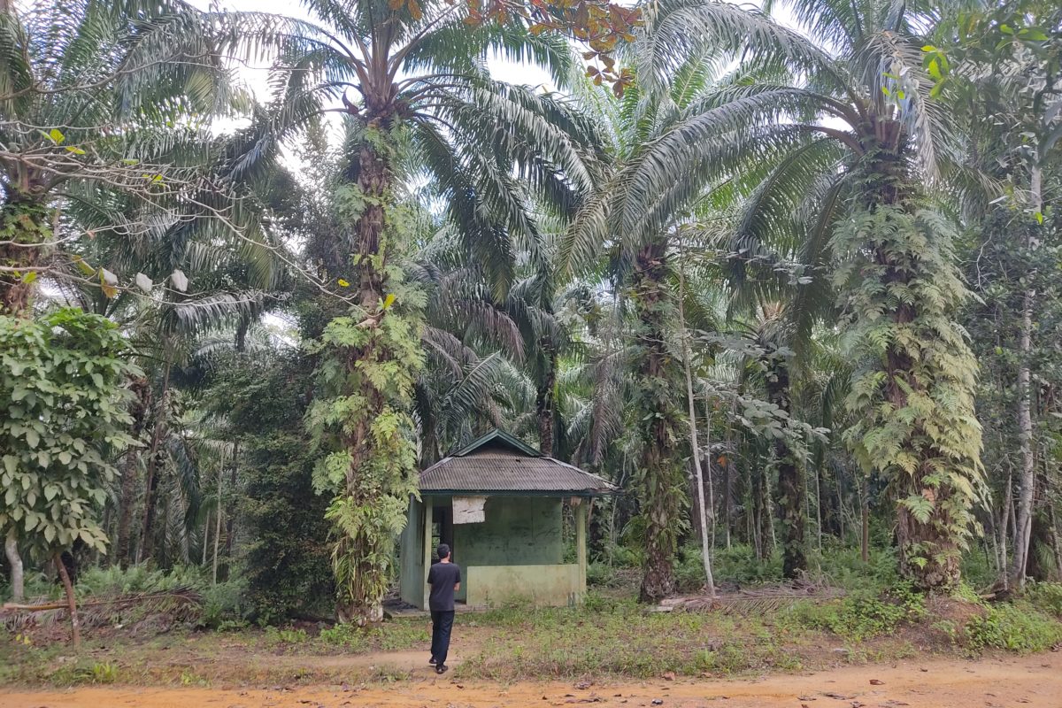 Kebun sawit di hutan lindung di Bintan. Foto: Yogi Eka Sahputra / Mongabay Indonesia