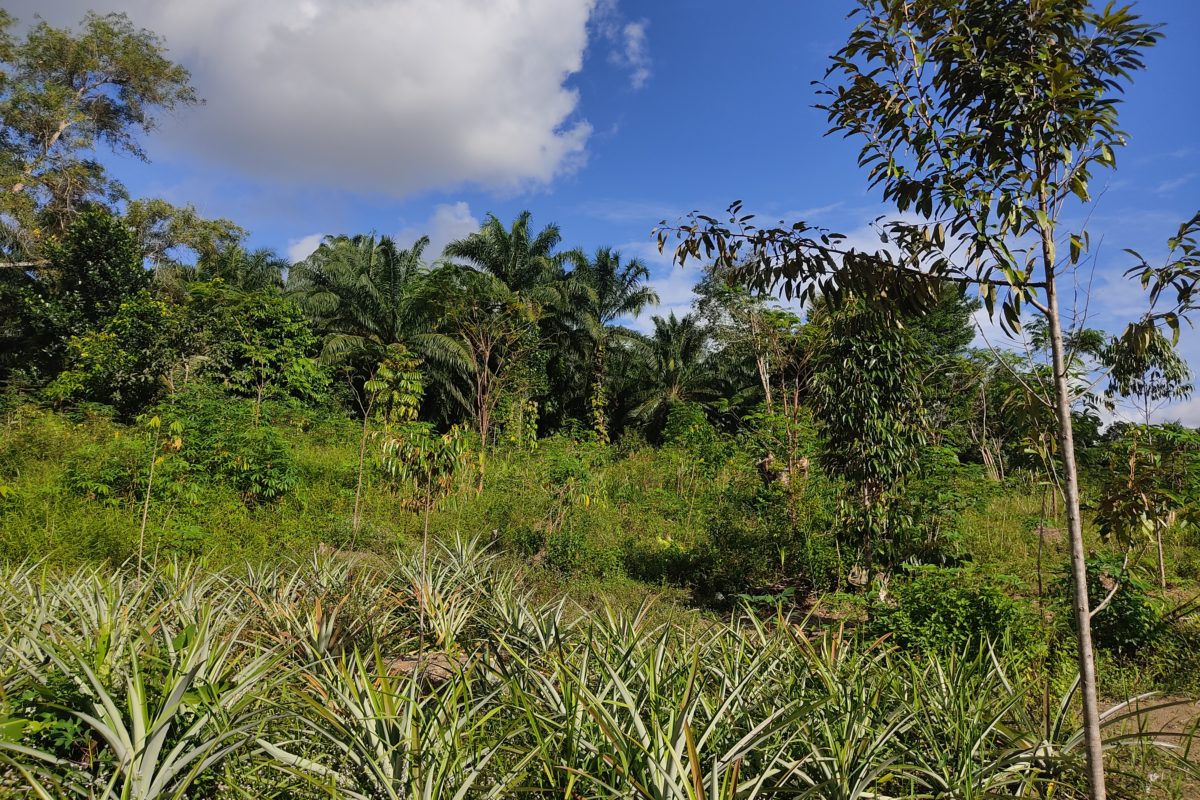 Sawit makin mendekatYogi Eka Sahputra / Mongabay Indonesiai lahan tani warga. Foto: 