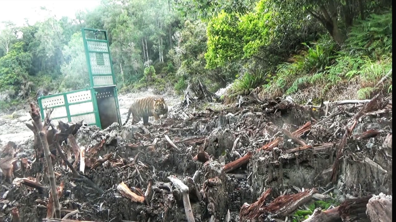 Setelah kandang terbuka, harimau keluar perlahan menuju rumah barunya. Foto: Ayat S Karokaro/ Mongabay Indonesia