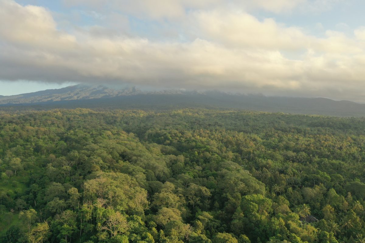 Tutupan kawasan hutan Joben dari udara. Hutan yang terjaga menjaga Celepuk Rinjani terus berkembang biak. Foto: Fathul Rakhman/Mongabay Indonesia