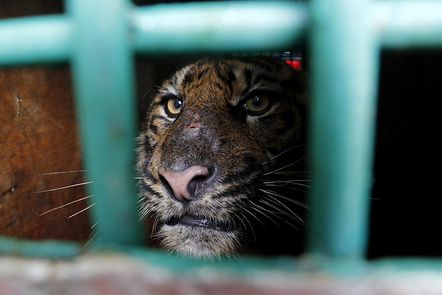 Ilustrasi. Harimau Sumatera. Foto: Junaidi Hanafiah/Mongabay Indonesia