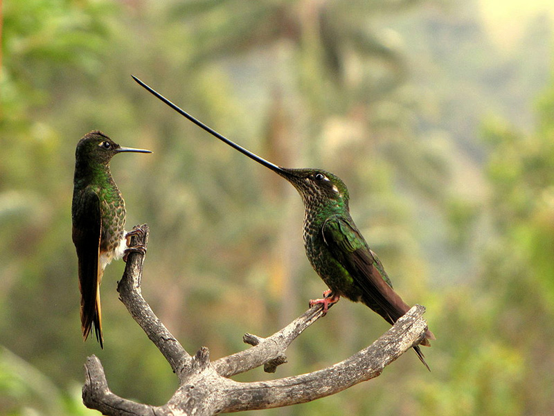 10 Jenis Burung dengan Paruh Menakjubkan - Mongabay.co.id : Mongabay.co.id