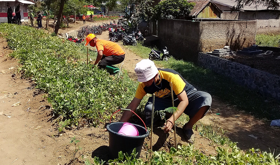 Pohon dan Lingkungan Sehat yang Harus Kita Pertahankan