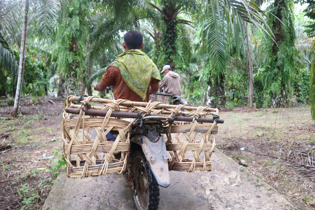 Petani mandiri di Desa Simataniari, Tapanuli Selatan, Sumatera Utara. Foto: Masdalena Napitupulu. 