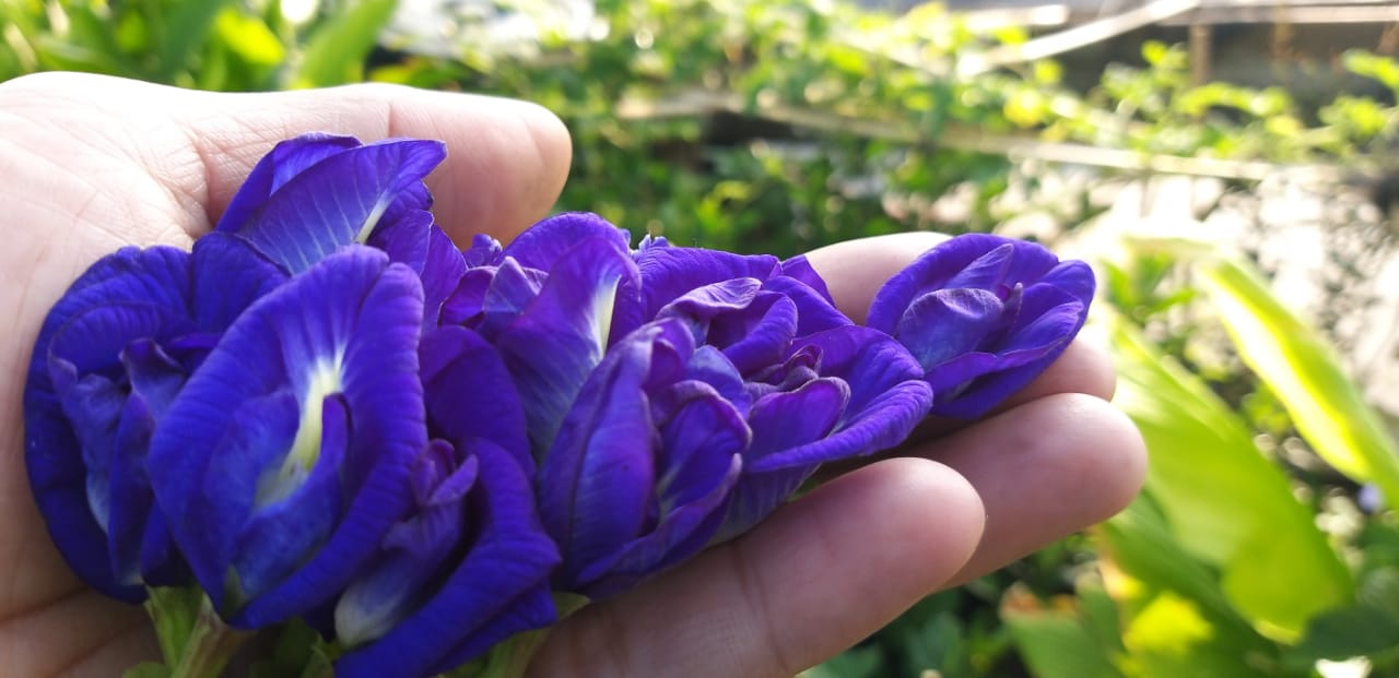 Telang ungu, tanaman merambat, kaya manfaat. Foto: Sapariah Saturi/ Mongabay Indonesia