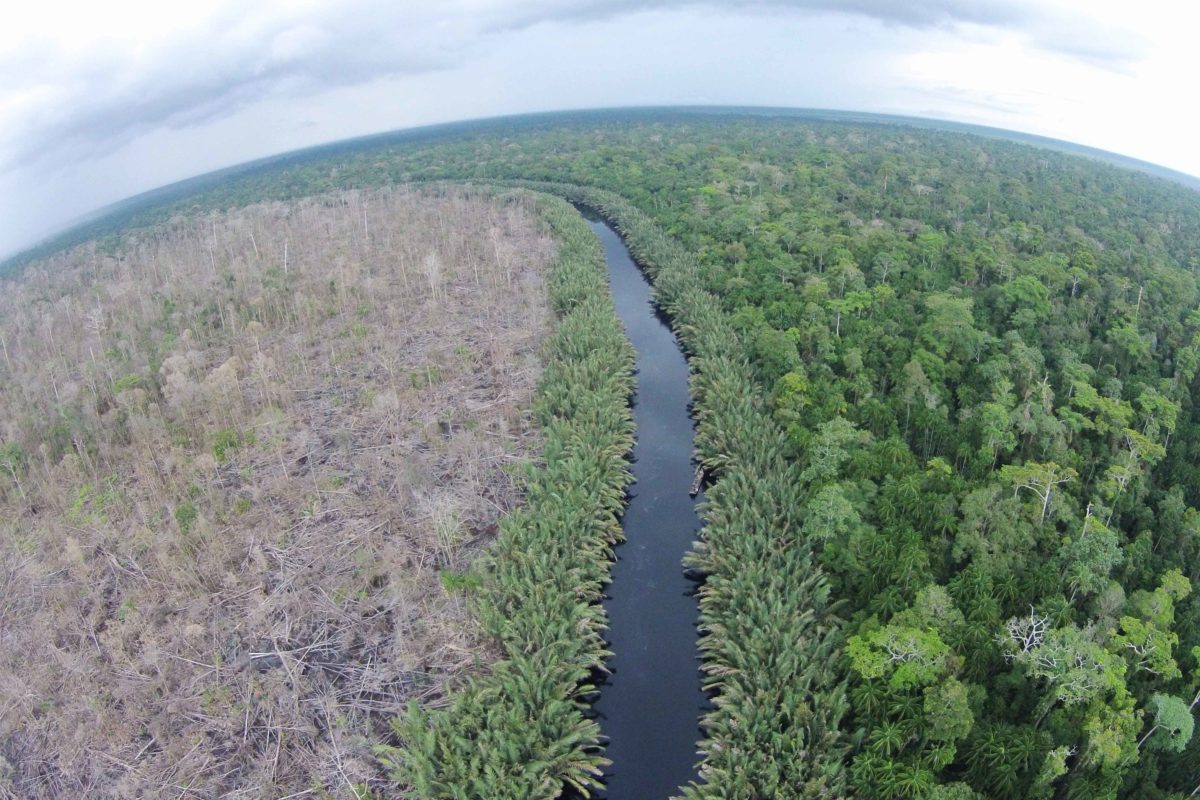 Lanskap Taman Nasional Berbak. Foto: Jaka HB/ Mongabay Indonesia